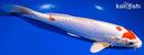 10.75" KIKUSUI