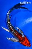 7" BENI KIKOKURYU BUTTERFLY