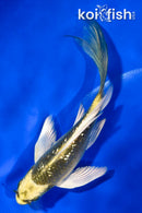 5" GINRIN MI MATSUBA BUTTERFLY