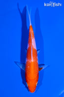 5" KOHAKU