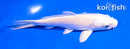 5" PLATINUM OGON