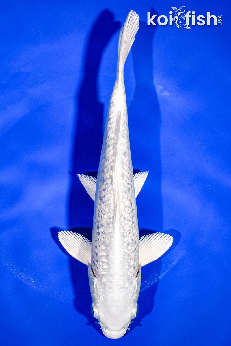 9.5" GINRIN PLATINUM OGON