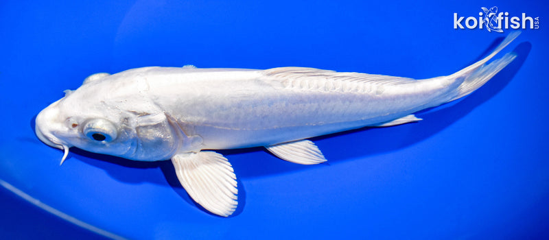 9" DOITSU PLATINUM OGON