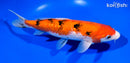 9.75" GINRIN SANKE