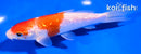 5" GINRIN KOHAKU