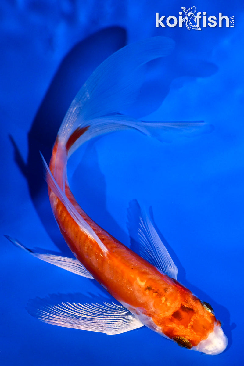 5.25" HEISEI NISHIKI BUTTERFLY