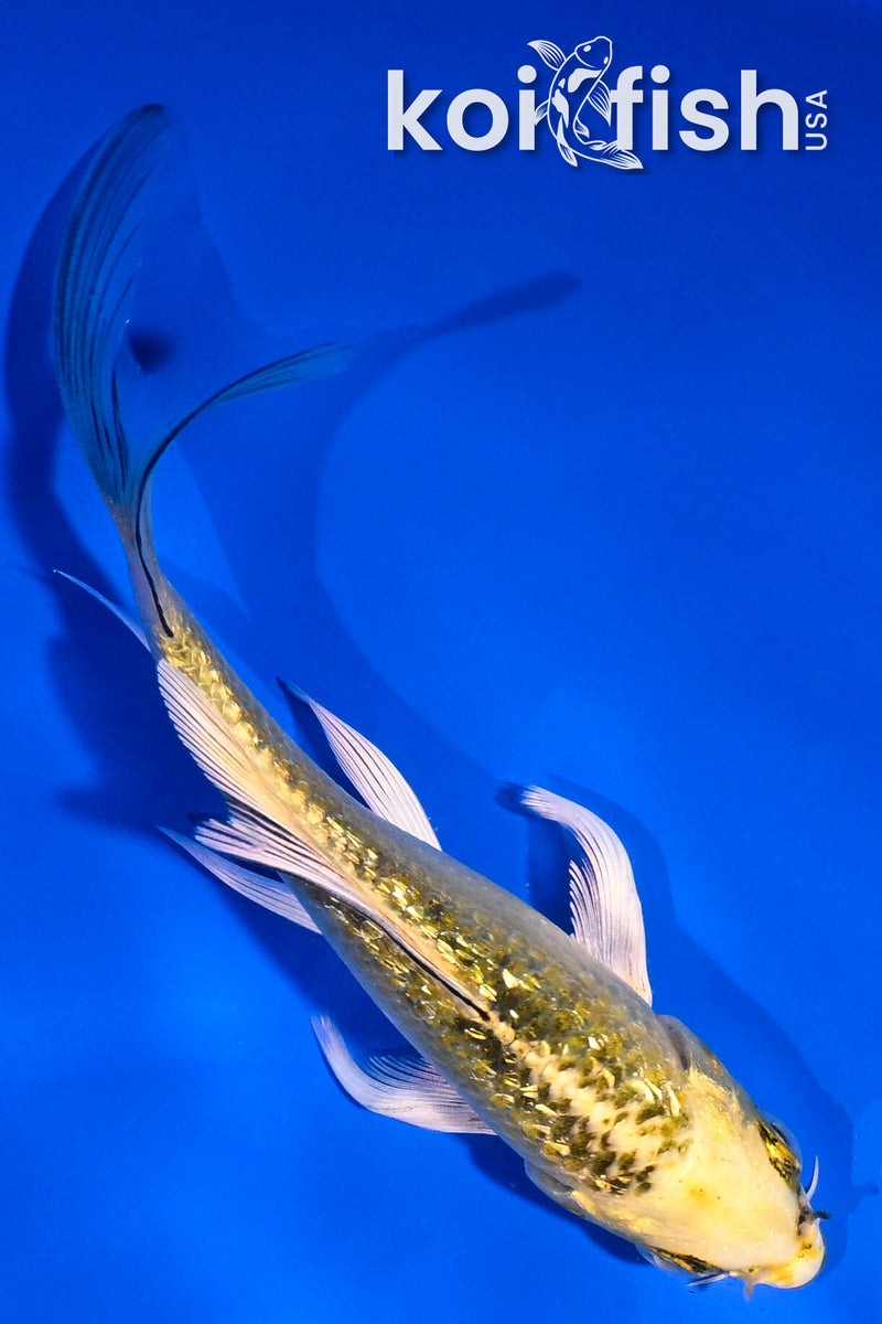 5" GINRIN KI MATSUBA BUTTERFLY