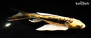 7" KIN KIKOKURYU BUTTERFLY