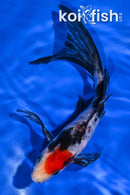 6.75" SHOWA BUTTERFLY