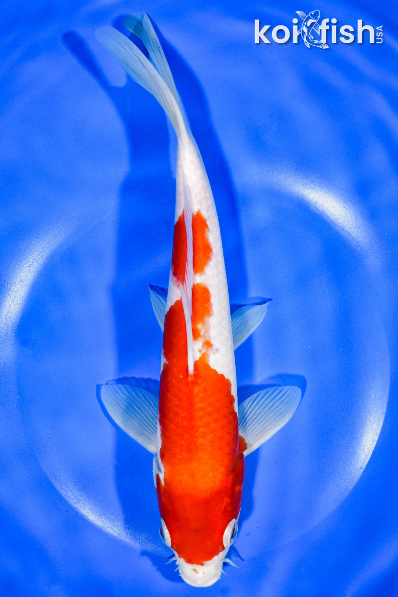 9" KOHAKU