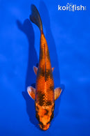 5.5" KIN HI UTSURI