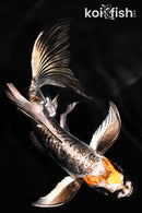 5.75" GINRIN ARAGOKE BENI KIKOKURYU BUTTERFLY