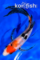 7.25" SANKE BUTTERFLY