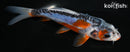 5.5" HI SHUSUI