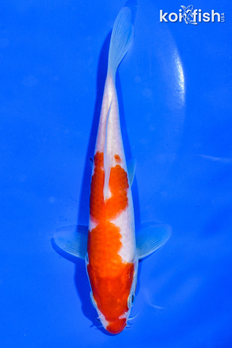 5.5" KOHAKU