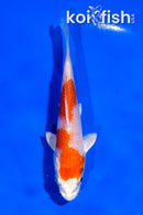 4" HARIWAKE