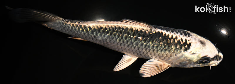 7.25" GINGA