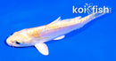4" DOITSU LEMON HARIWAKE