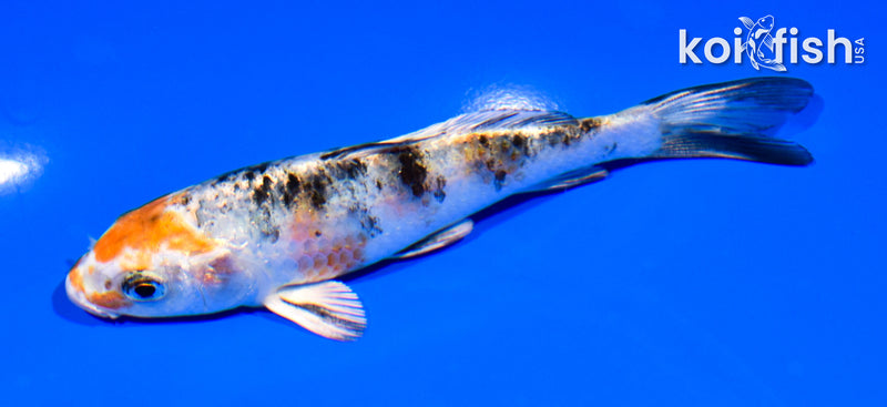 5.25" YAMATO NISHIKI