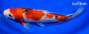 9.5" GOROMO SANKE