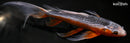 9.5" ASAGI BUTTERFLY