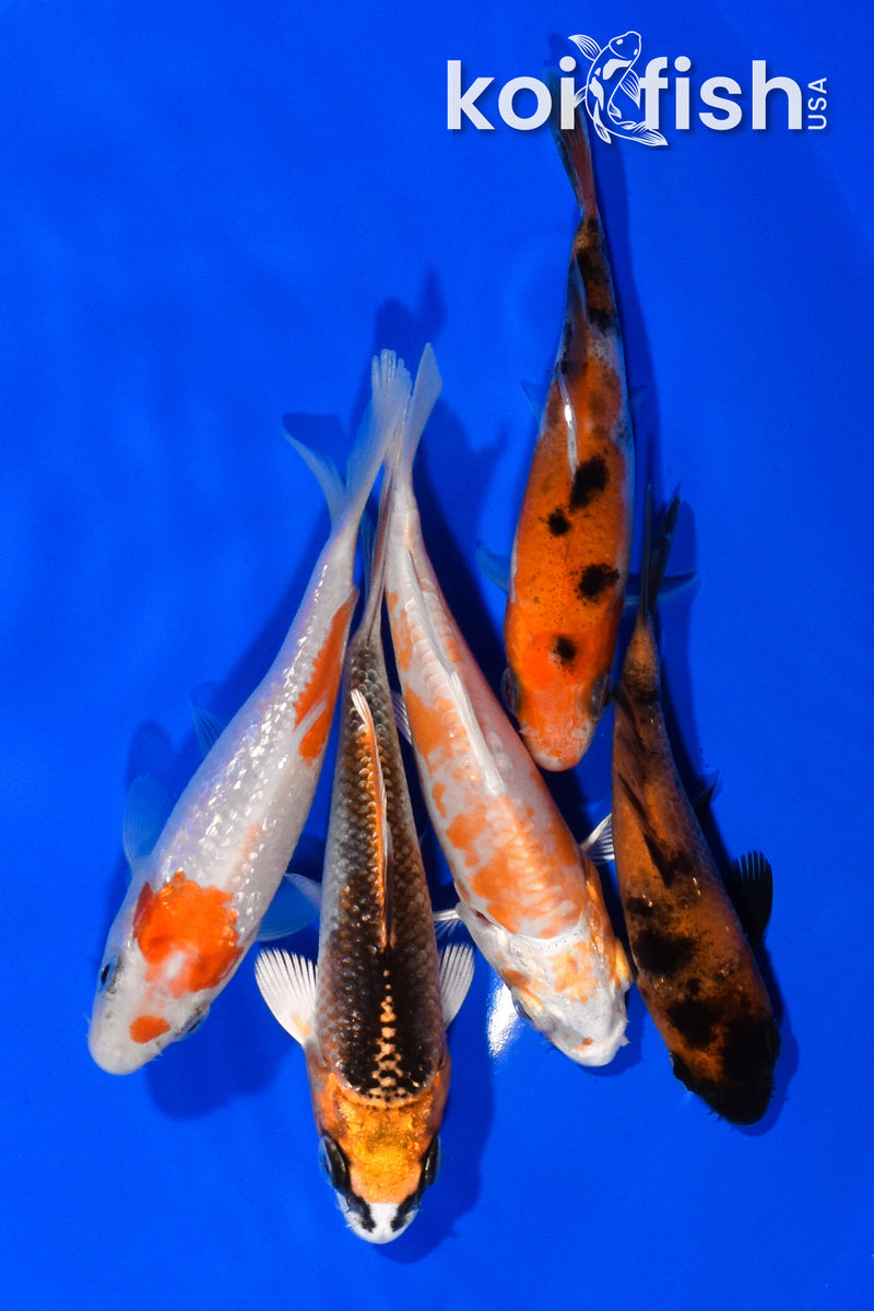 PACK OF (5) 3.25"- 3.75" STANDARD KOI