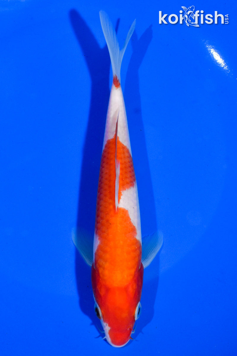 6.5" KOHAKU