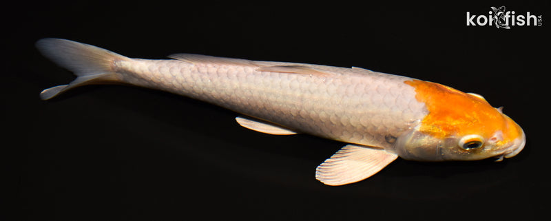 11.25" METALLIC OCHIBA SHIGURE