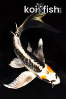 6.75" BENI KIKOKURYU BUTTERFLY