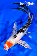 9.25" YAMATO NISHIKI BUTTERFLY
