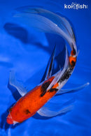 10.25" SANKE BUTTERFLY