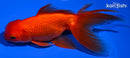 5.5" ORANDA GOLDFISH