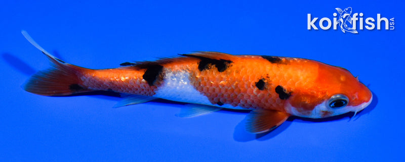 5.5" GINRIN AKA SANKE