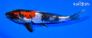 6.5" DOITSU SHOWA