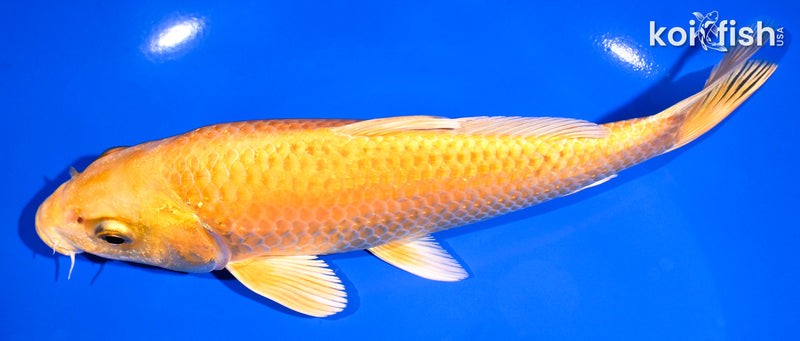 7.25" YAMABUKI OGON