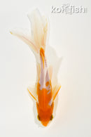 5.25" WAKIN GOLDFISH