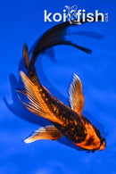 5.75" GINRIN BENI KIKOKURYU BUTTERFLY