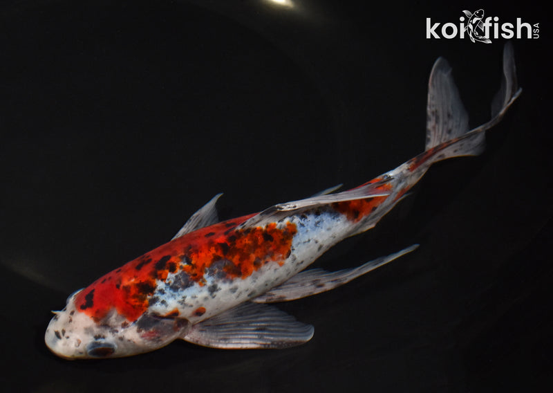 8" SHUBUNKIN GOLDFISH
