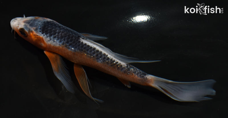 5.5" HI ASAGI BUTTERFLY