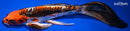 10.25" BENI KIKOKURYU BUTTERFLY