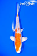 6.75" DOITSU KIKUSUI