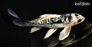 7" GINRIN ARAGOKE BENI KIKOKURYU BUTTERFLY