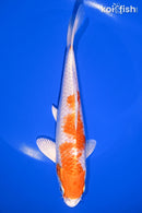 7.5" HARIWAKE