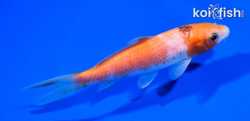 5" KOHAKU