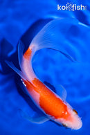 5.75" KOHAKU BUTTERFLY