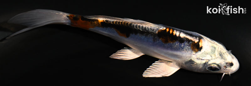 4.25" BENI KIKOKURYU