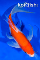 9.5" KOHAKU BUTTERFLY