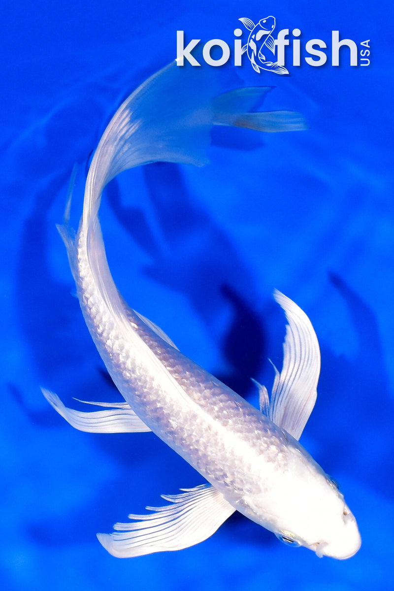 8.5" GINRIN PLATINUM OGON BUTTERFLY