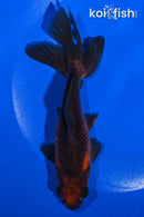 5.75" WATONAI GOLDFISH