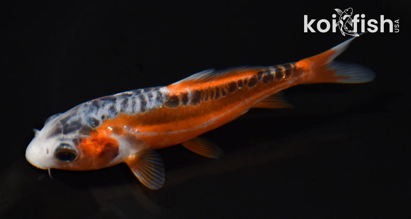 4.75" HI SHUSUI
